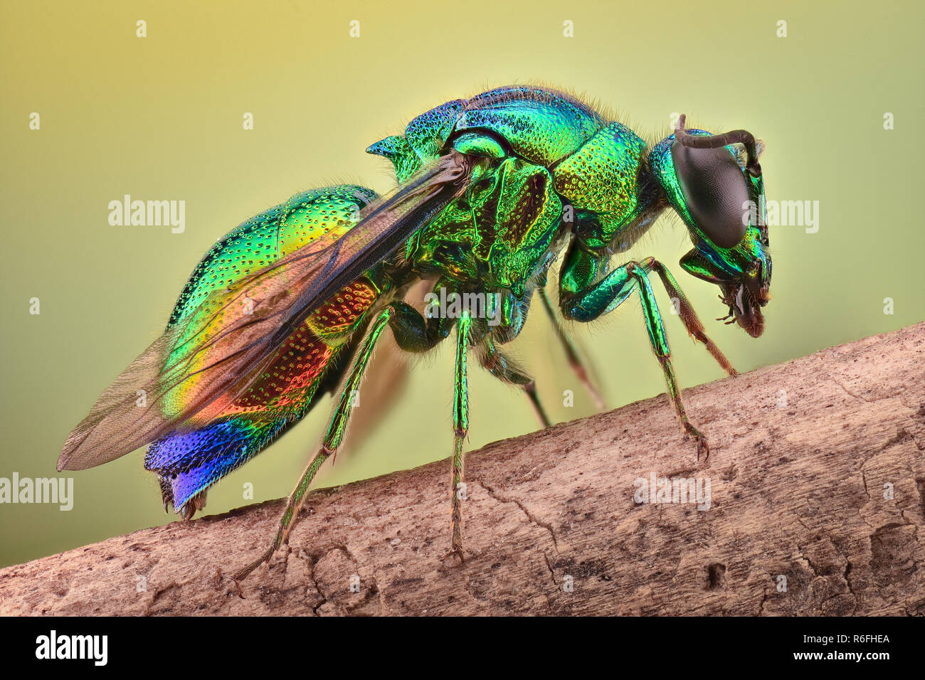 Extreme magnification - Cuckoo wasp Stock Photo