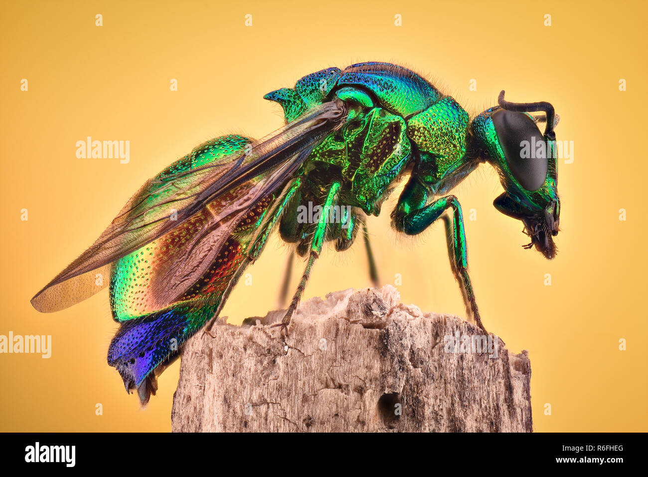 Extreme magnification - Cuckoo wasp Stock Photo