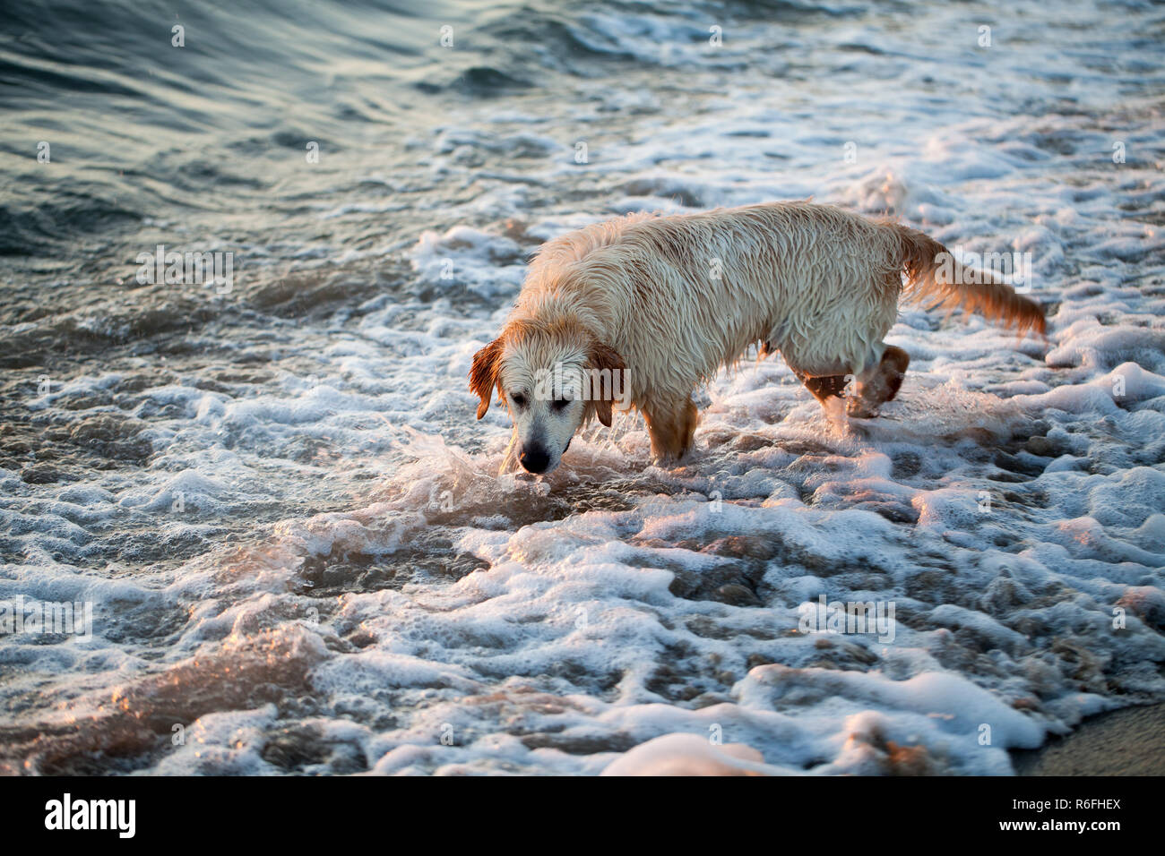 Golden retriever dog playing at the beach Stock Photo - Alamy