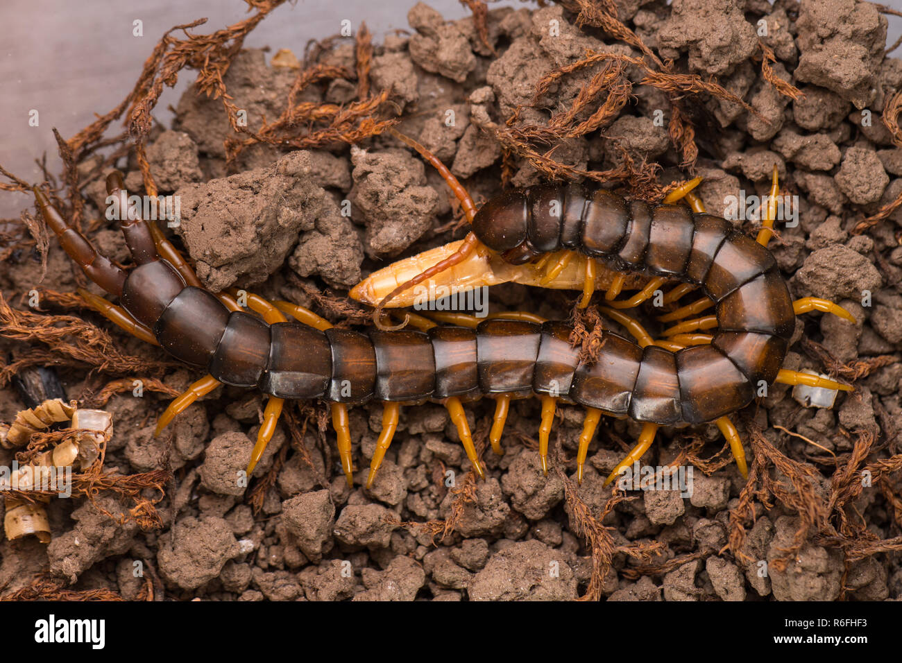 Mediterranean banded centipede, Scolopendra cingulata Stock Photo