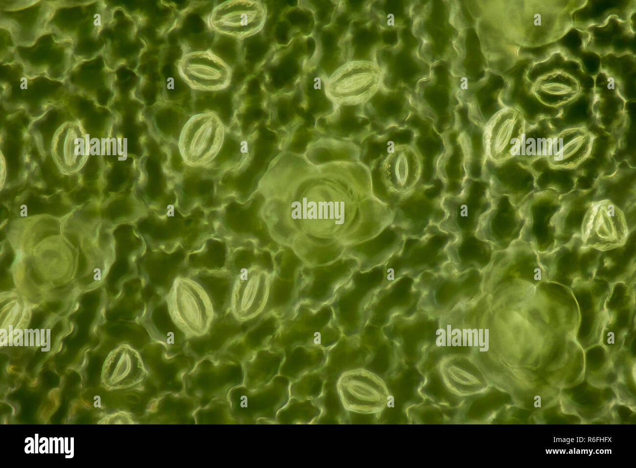 Extrem magnification - Stomatas in a green leaf Stock Photo