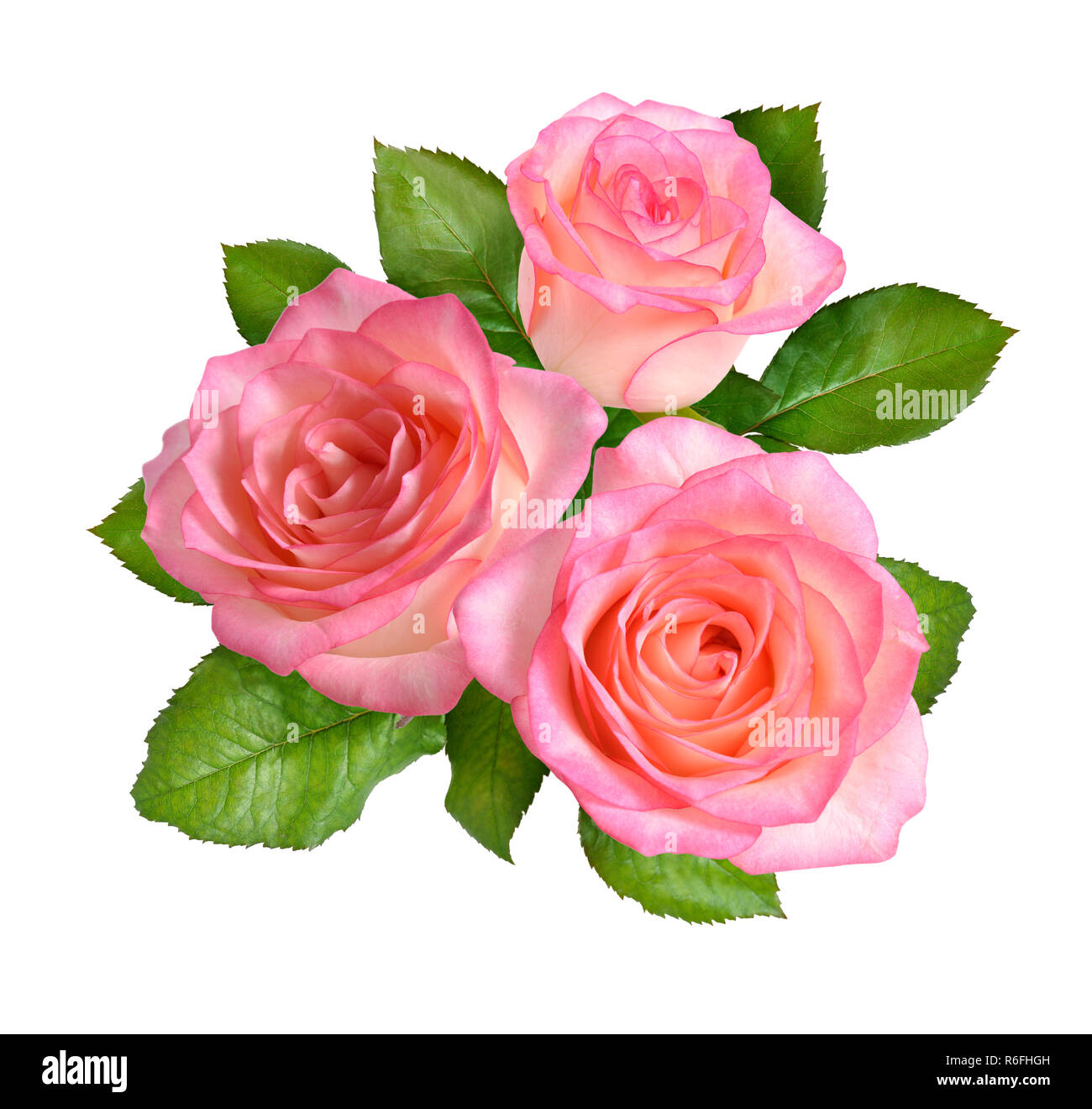Composition of Pink rose flowers. Isolated on white background Stock ...