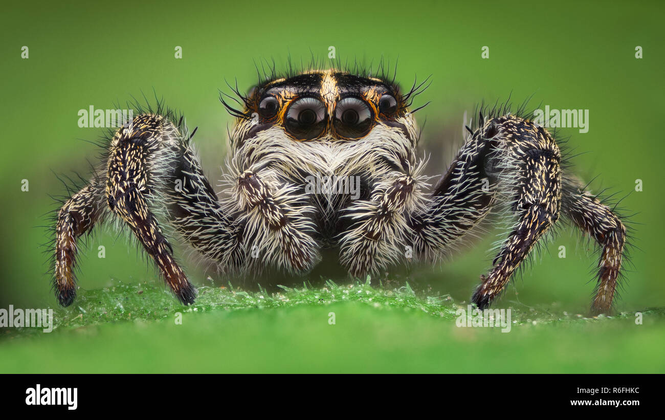 Extreme magnification - Jumping spider Stock Photo