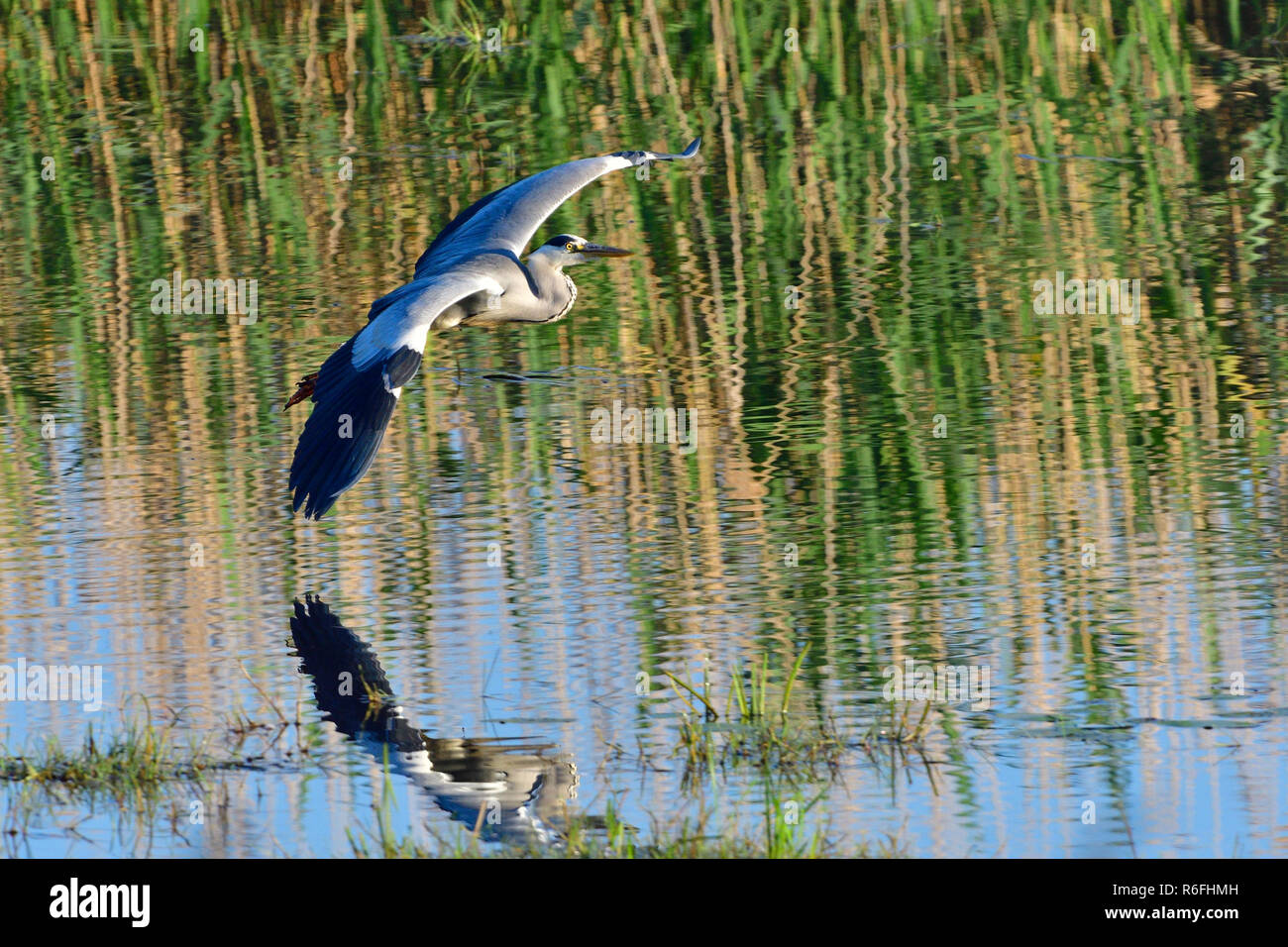 great blue heron in flight Stock Photo