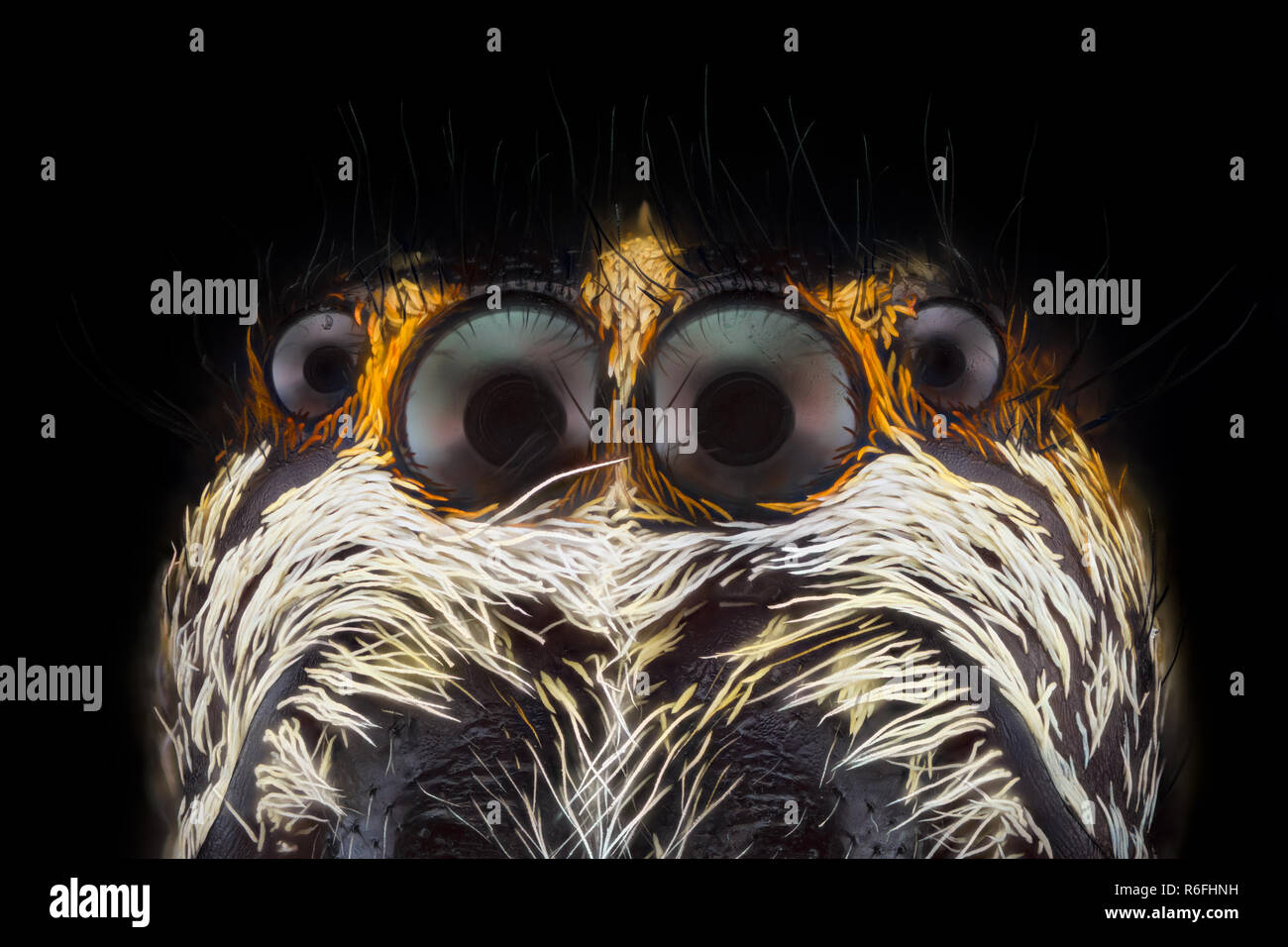 Extreme magnification - Jumping spider Stock Photo