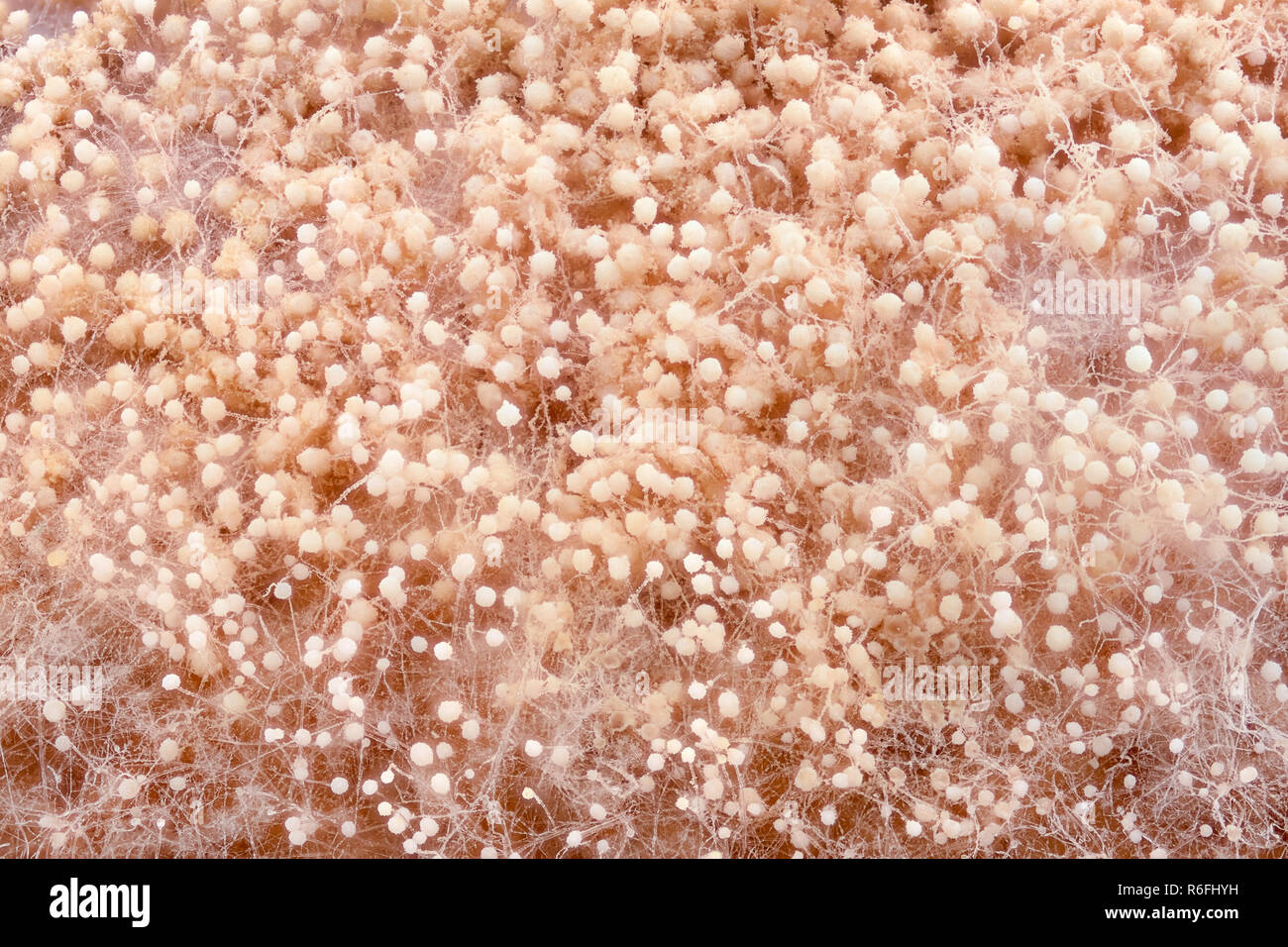 Extreme magnification - Mold matured on bread Stock Photo