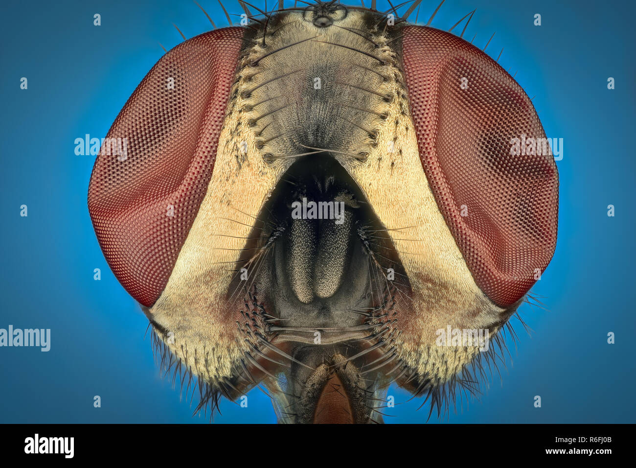 Extreme magnification - Fly head with compound eyes Stock Photo