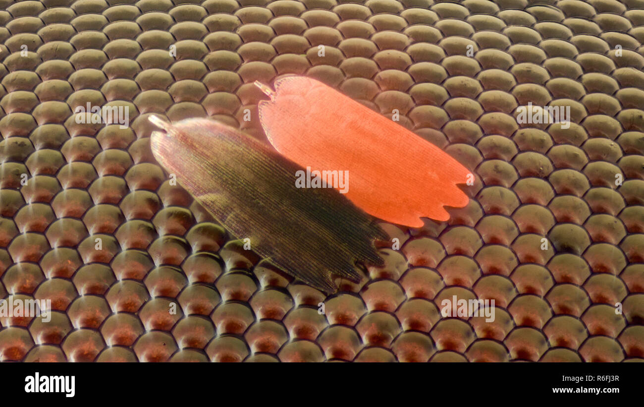 Extreme magnification Compound eye texture under the microscope with butterfly scales Stock