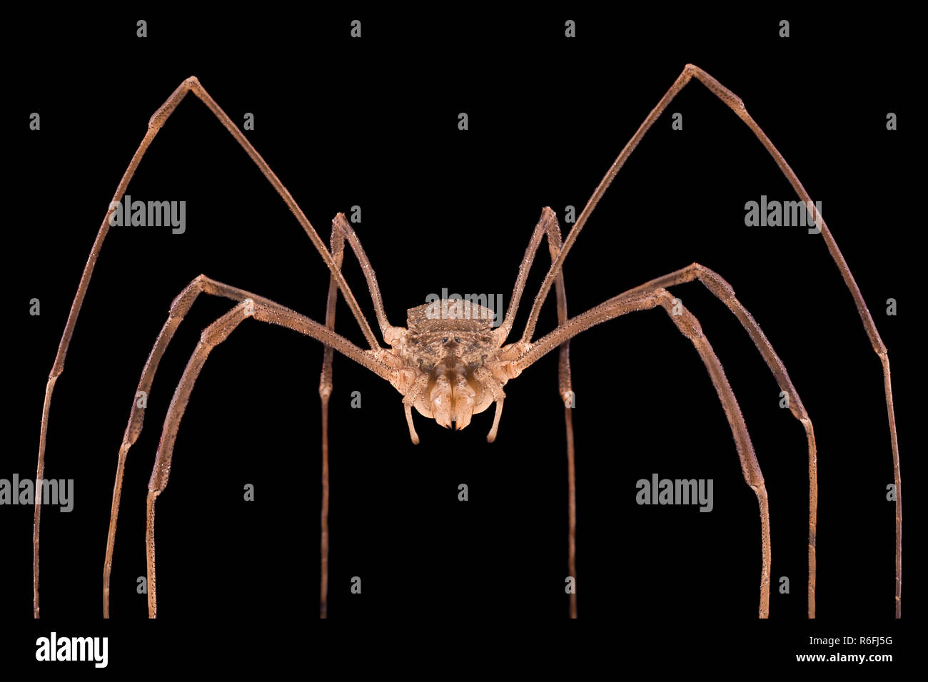 Extreme magnification - Opiliones, harvestmen, daddy longlegs Stock Photo