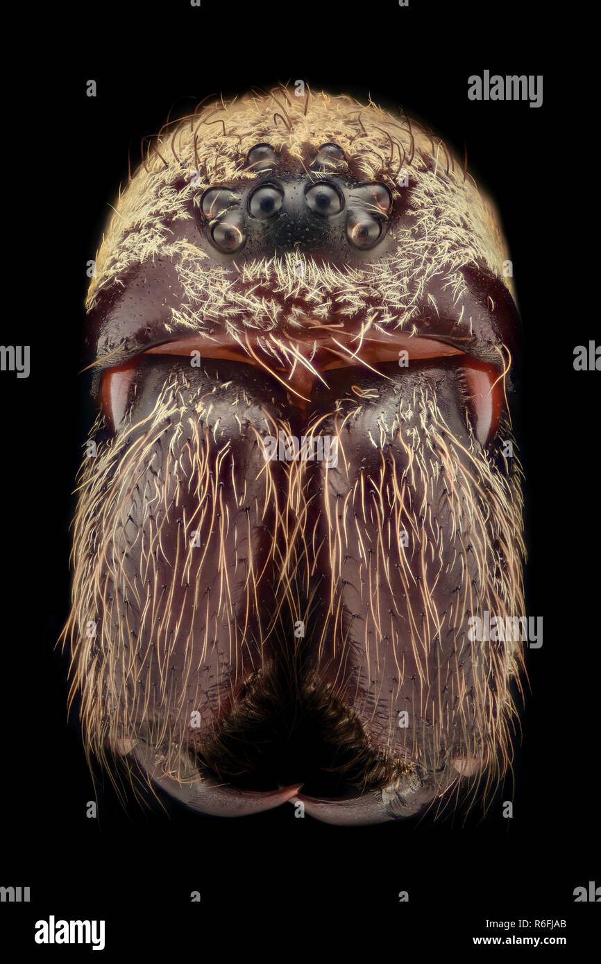 Extreme magnification - Tegenaria agrestis spider Stock Photo