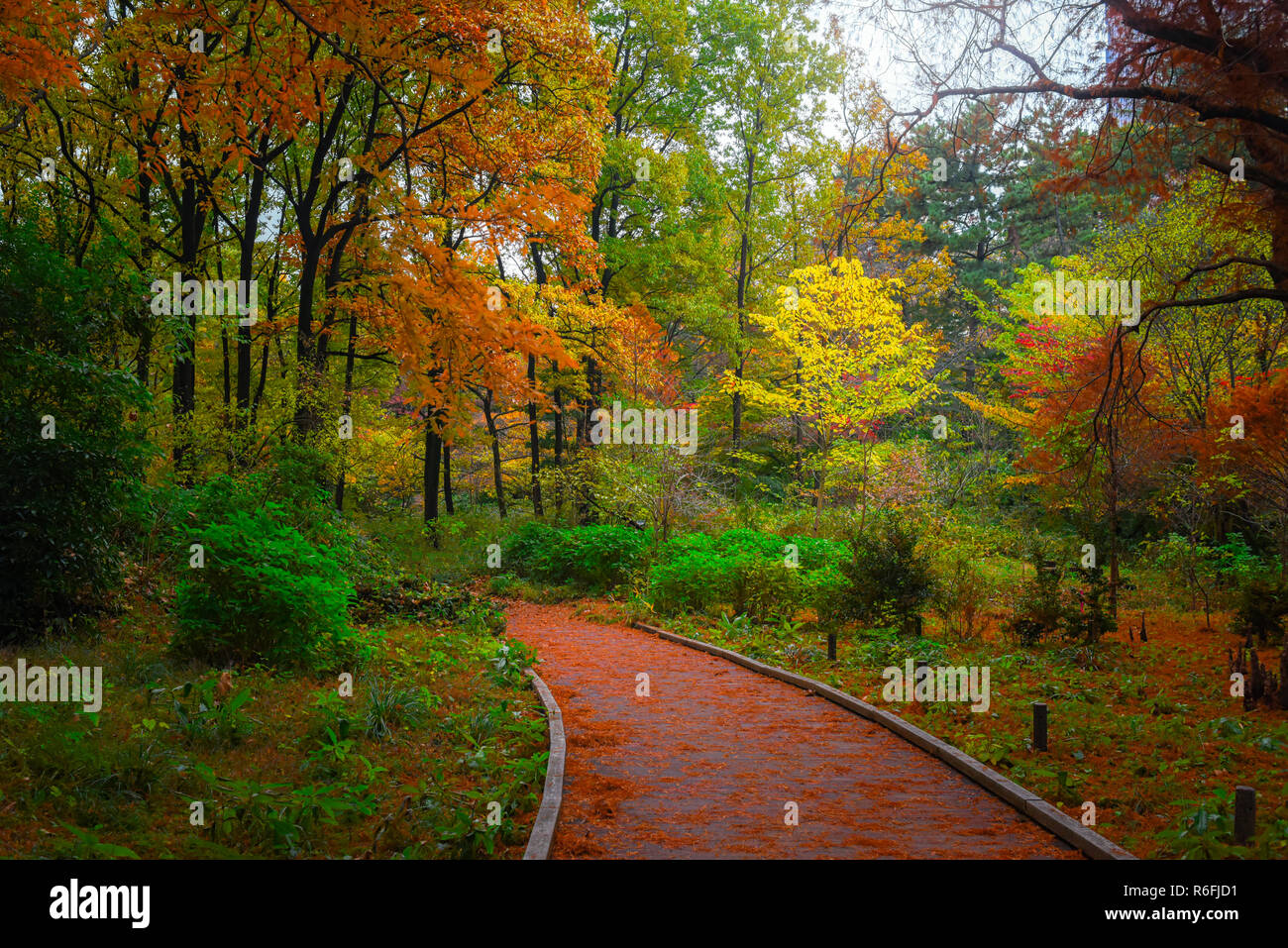 Pathway in the forest in autumn with red, orange, green and brown plants, trees and leaves. Stock Photo