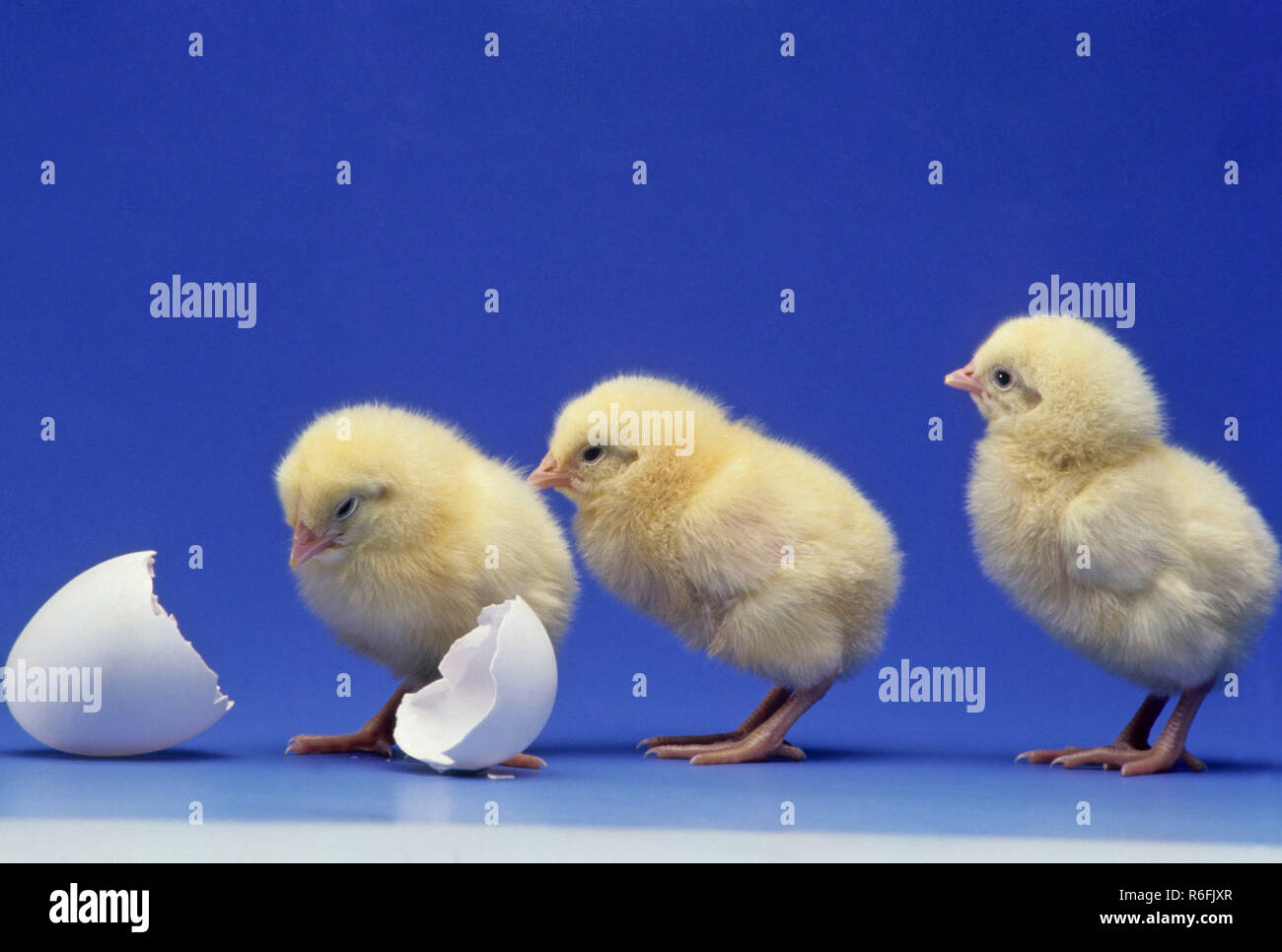 Chicks Stock Photo
