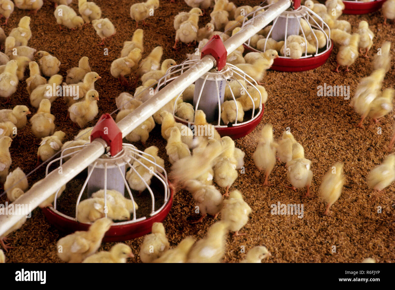 Poultry Stock Photo Alamy