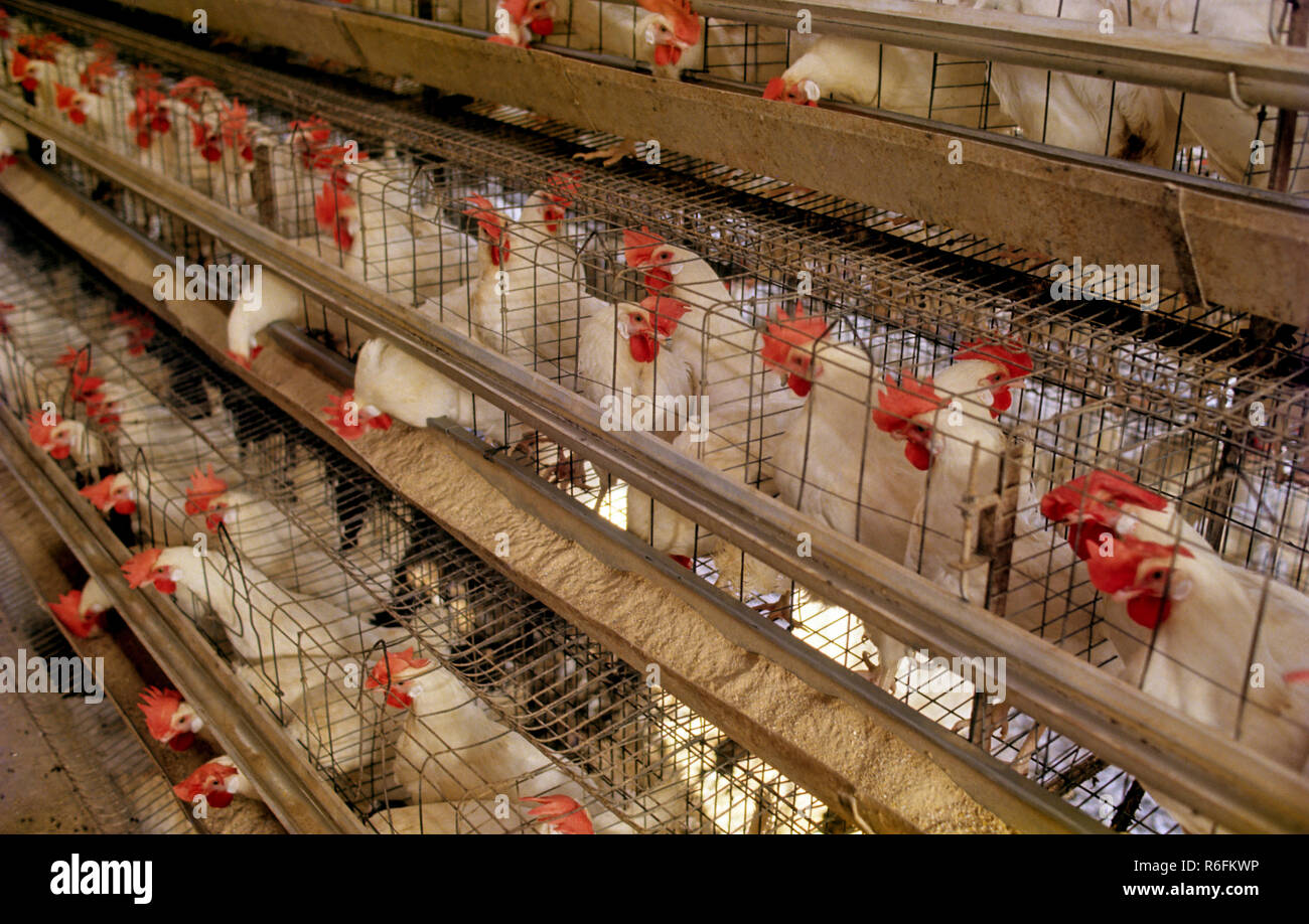 Download Poultry Farm Layer Birds Stock Photo Alamy