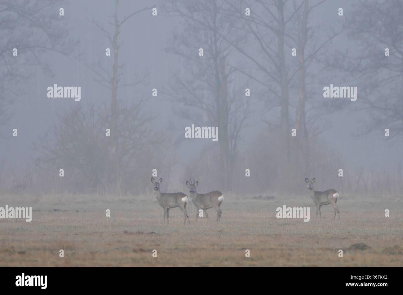 Roe Deers (Capreolus Capreolus) In A Meadow In The Morning Fog, Poland Stock Photo