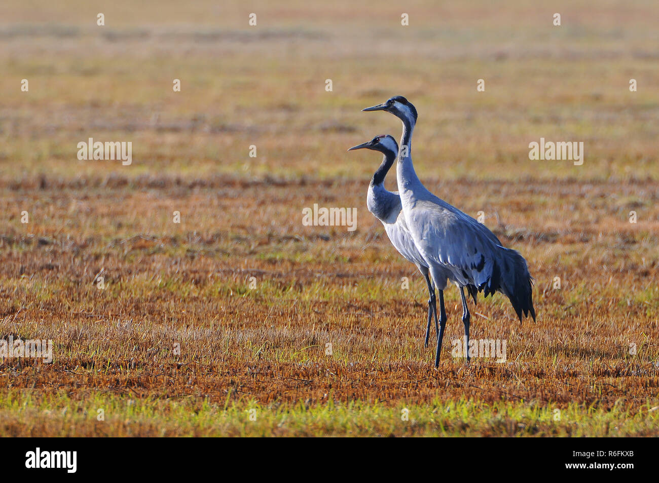 The Common Cranes (Grus Grus), Also Known As The Eurasian Cranes, Biebrzanski National Park, Poland Stock Photo