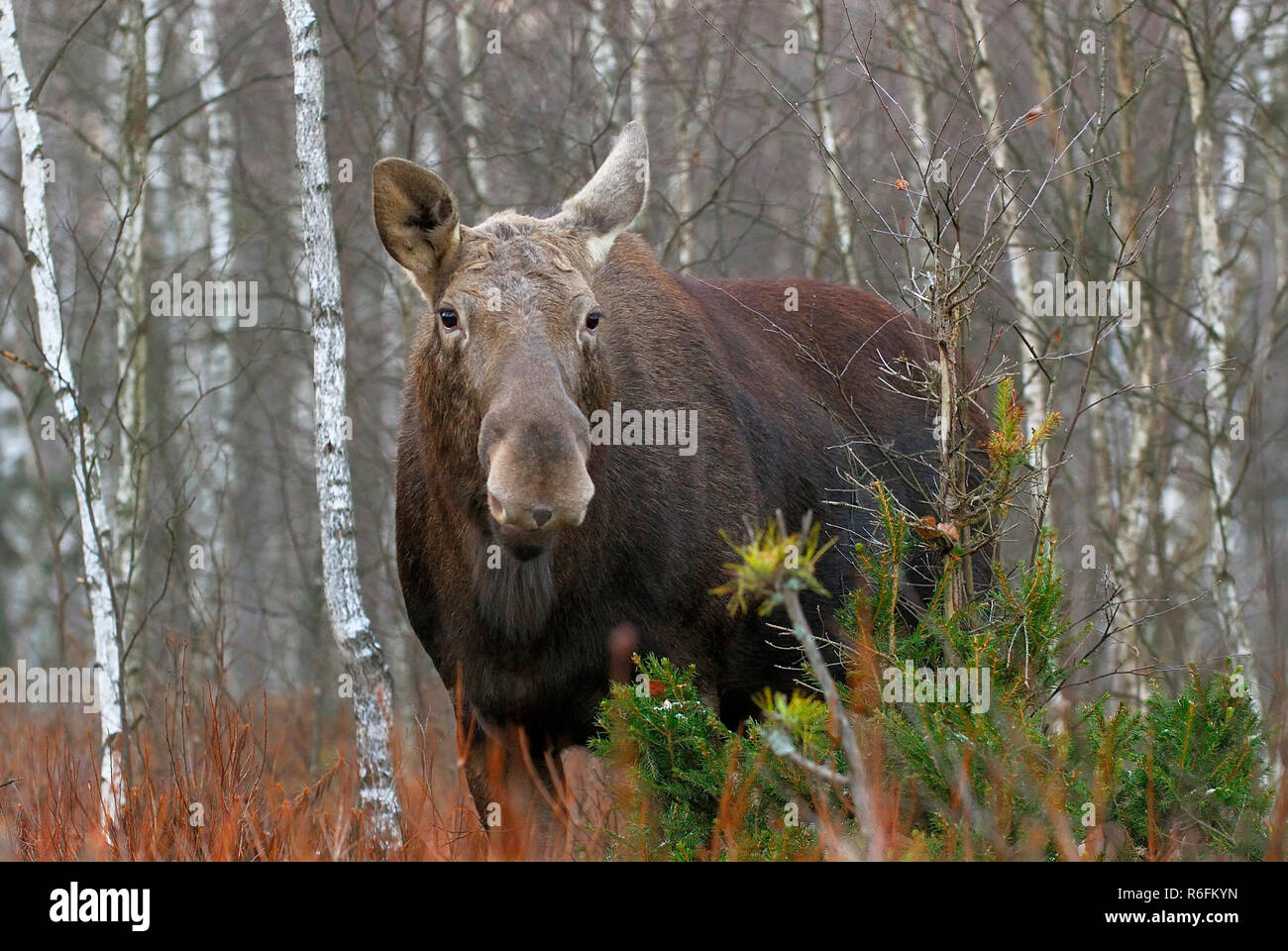 Elk poland hires stock photography and images Alamy
