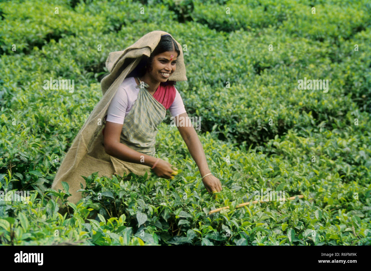 woman plucking tea leaves in tea garden, india Stock Photo