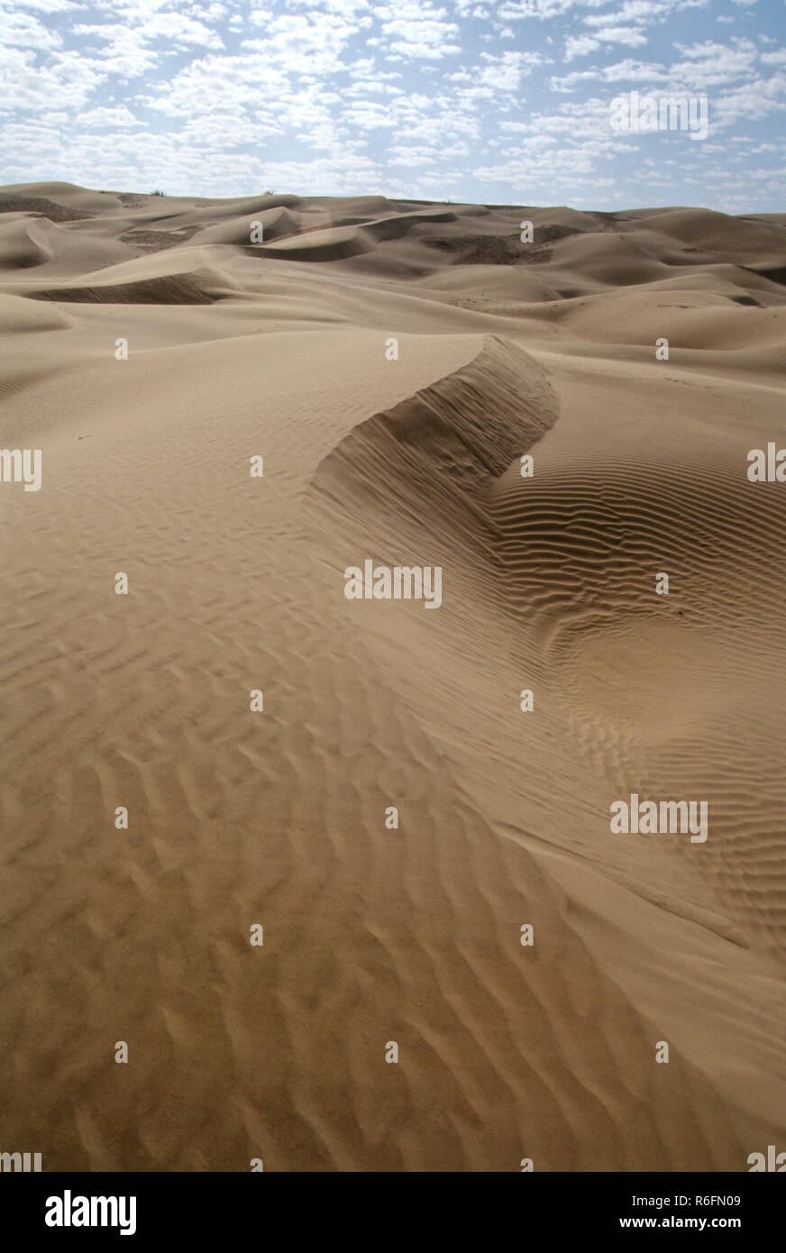 Thar Desert Plants in Sand Dunes, Sam Sand Dunes, Jaisalmer, Rajasthan, India Stock Photo