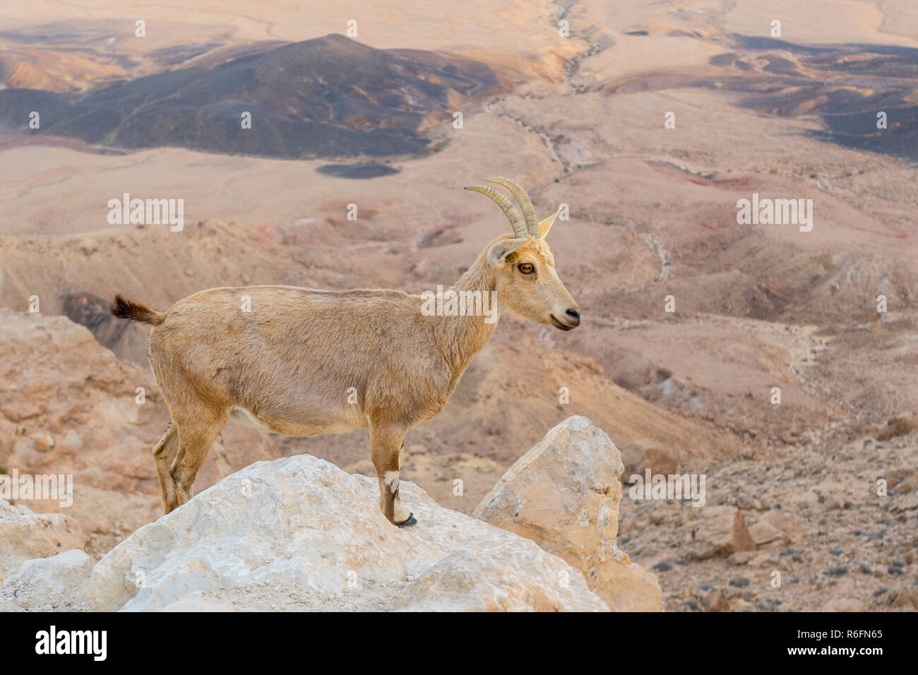 Wild Nubian Ibex (Capra Nubiana) On The Cliff Edge At Ramon Crater In Negev Desert, Israel Stock Photo