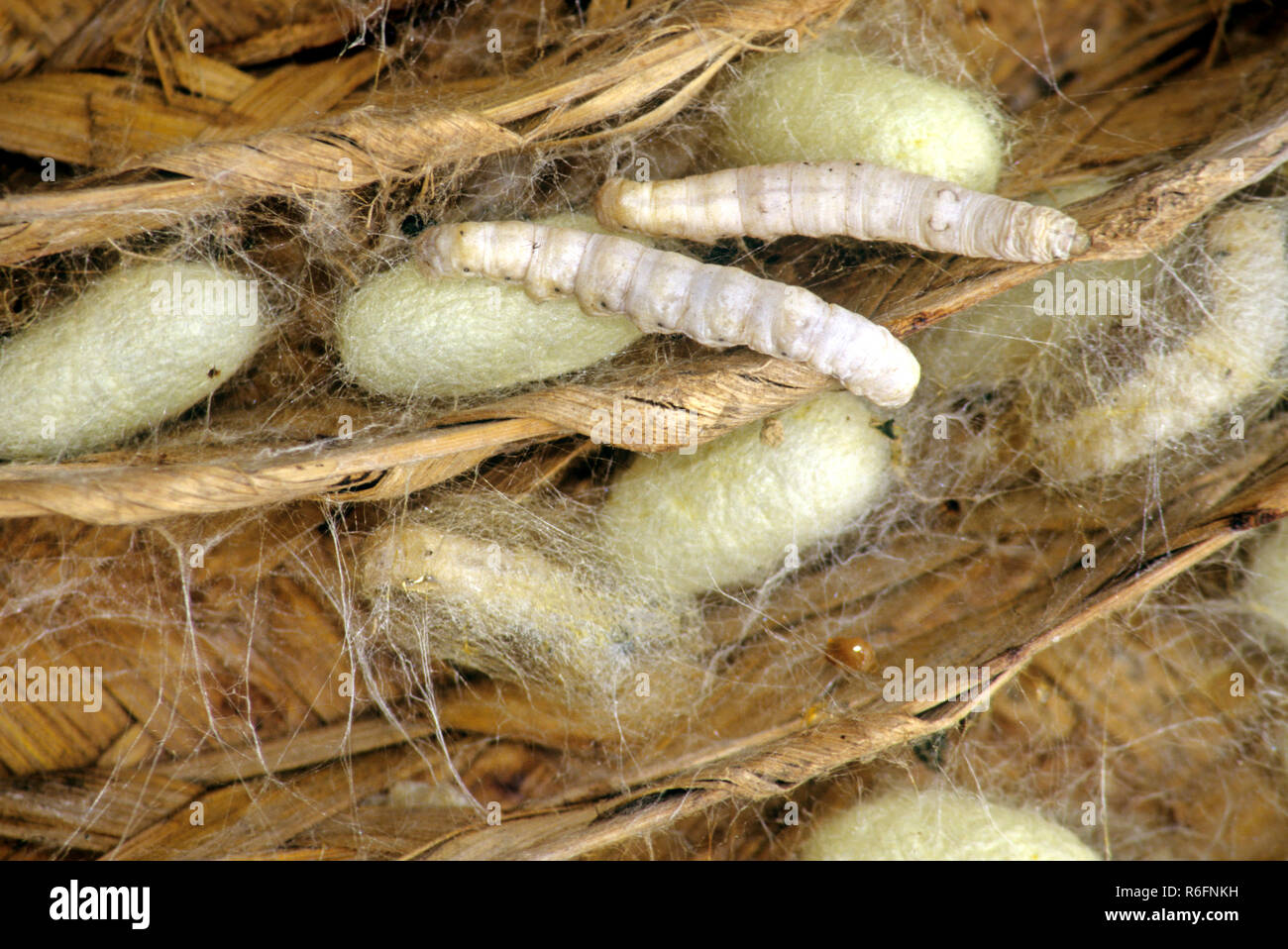 Silk moth larvae Stock Photo