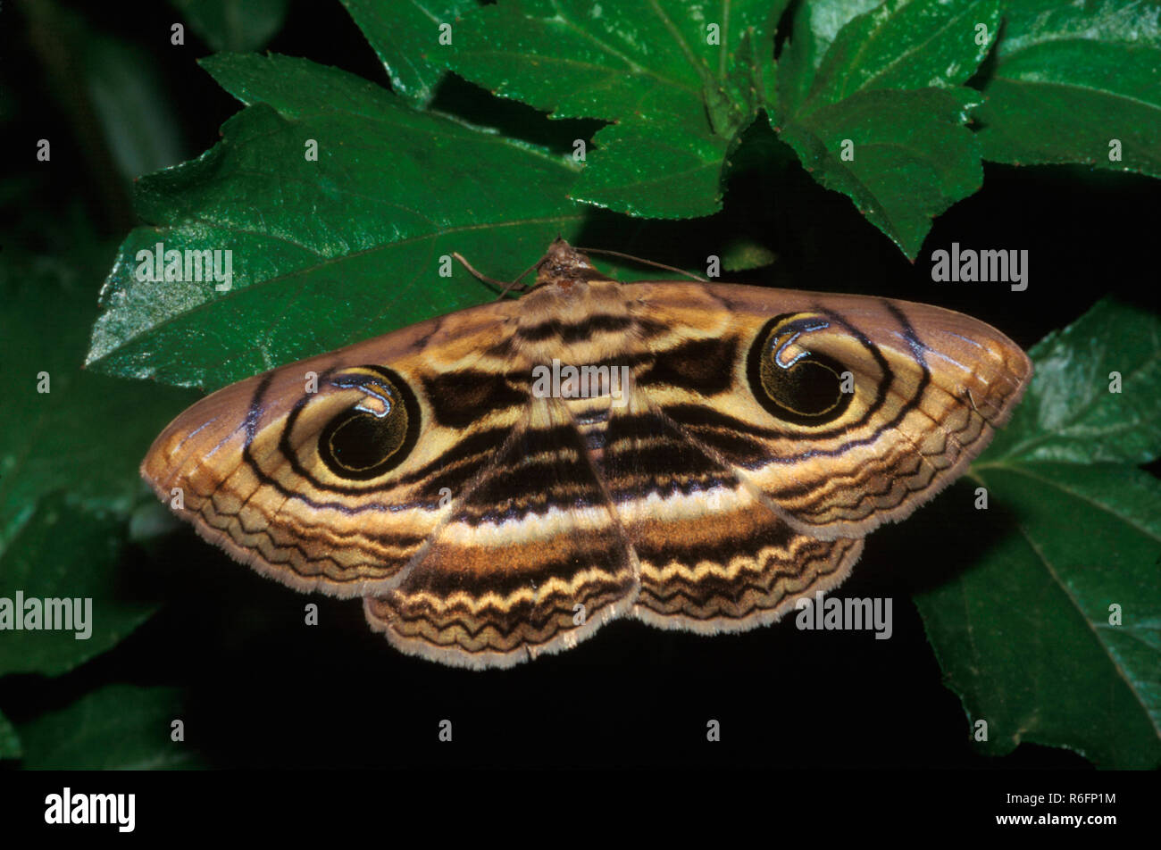 Owlet moth Stock Photo
