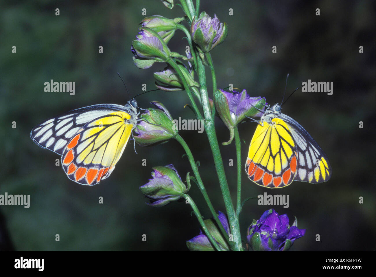 Indian Butterfly, Common Jezebel, Delias eucharis Stock Photo