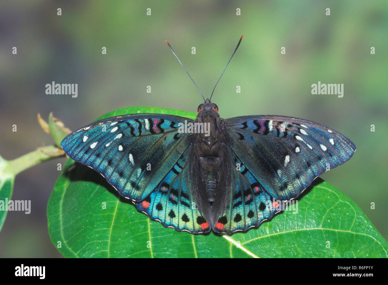 Indian Butterfly, Gaudy Baron, Euthalia lubentina Stock Photo