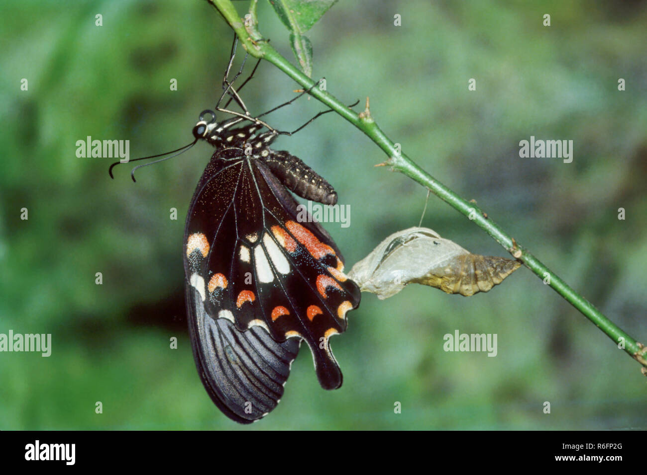 Common Mormon Butterfly Stock Photo