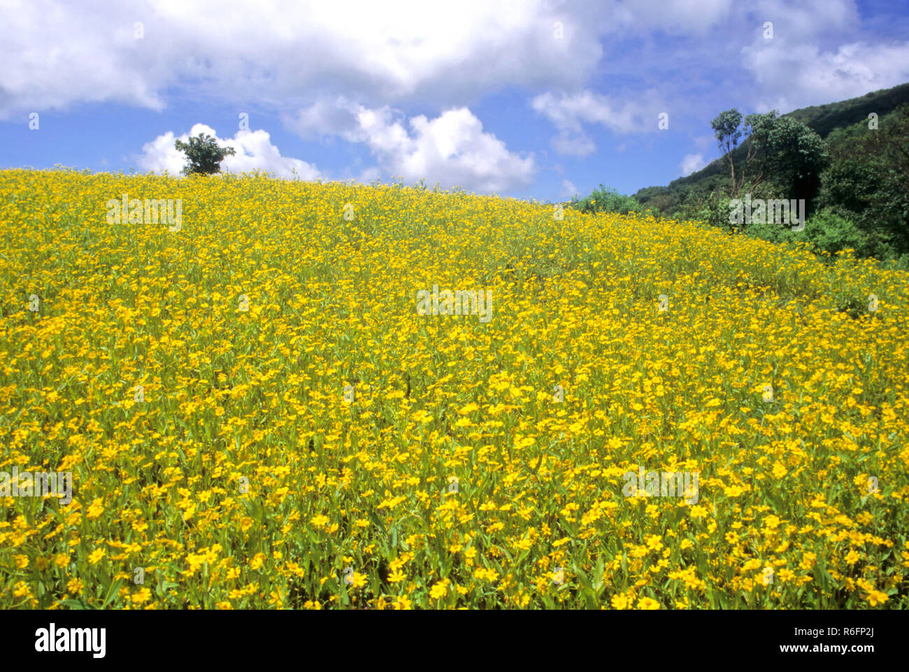 Mustard Field, Punjab, India Stock Photo Alamy