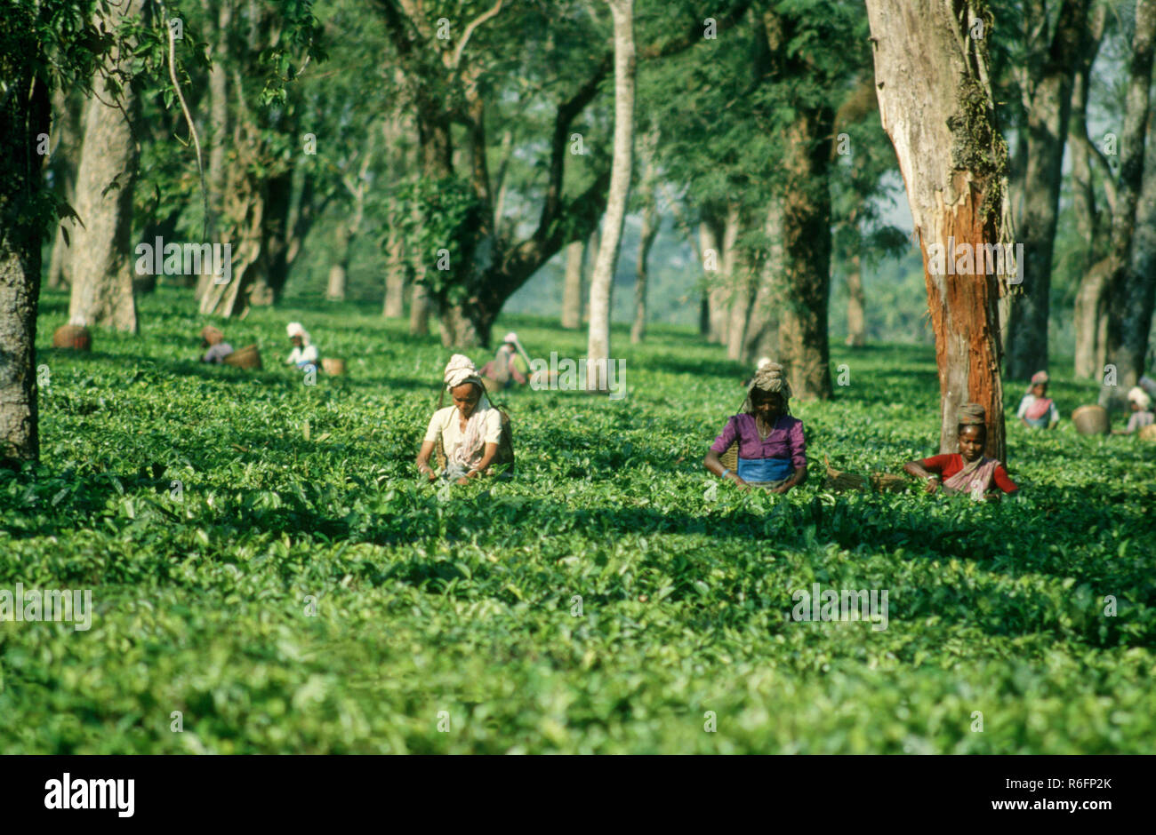 The Assam Garden High Resolution Stock Photography And Images Alamy