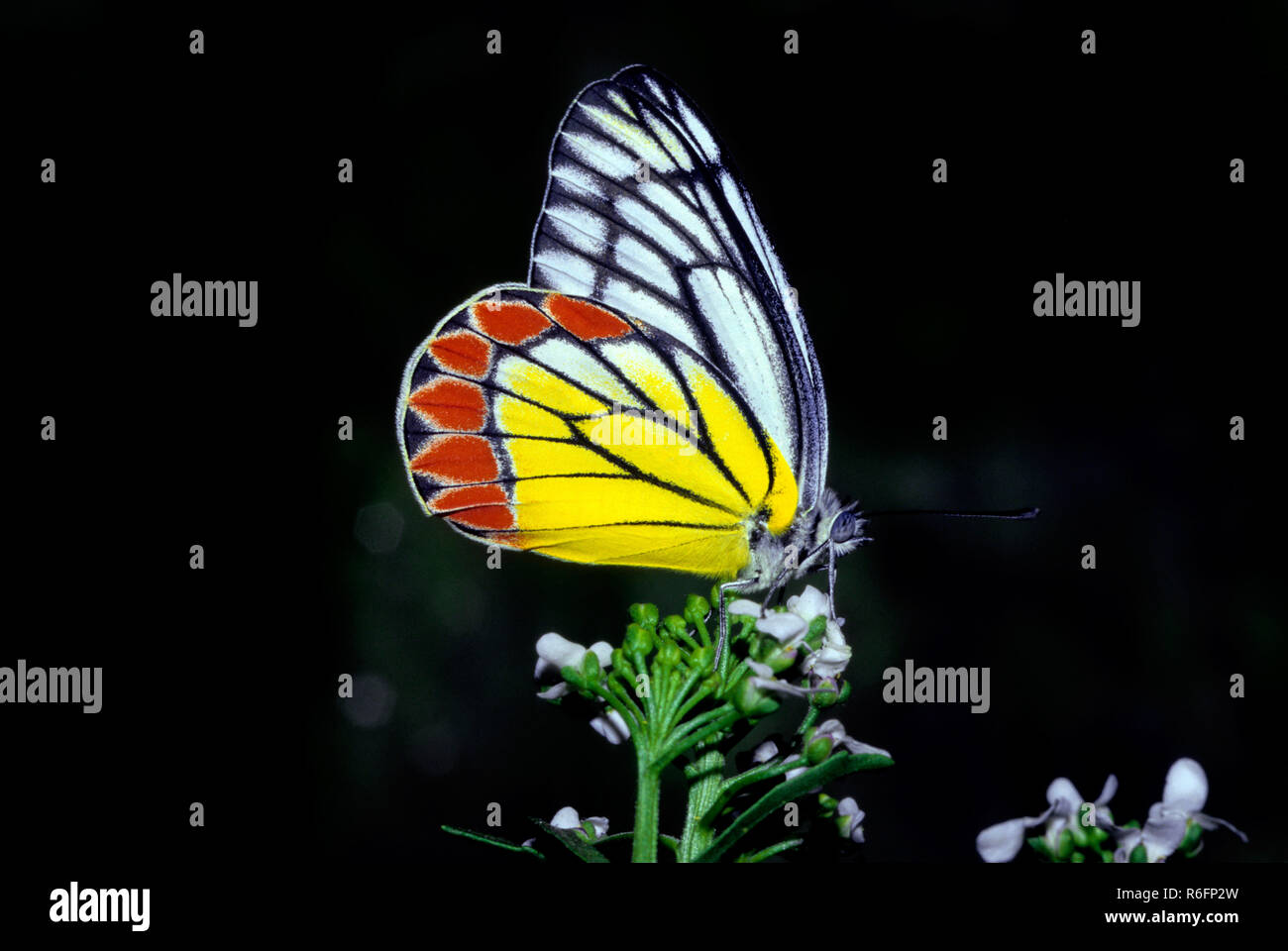 Common Jezebel Butterfly Butterflies delias eucharis Stock Photo
