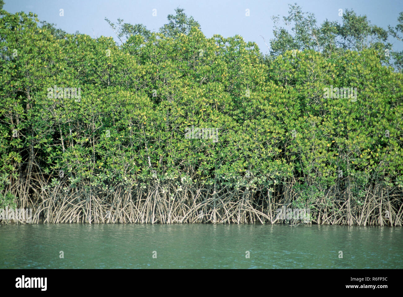 Mangrove forest, Mangrove date palm (phoenix paludosa), Sunderbans