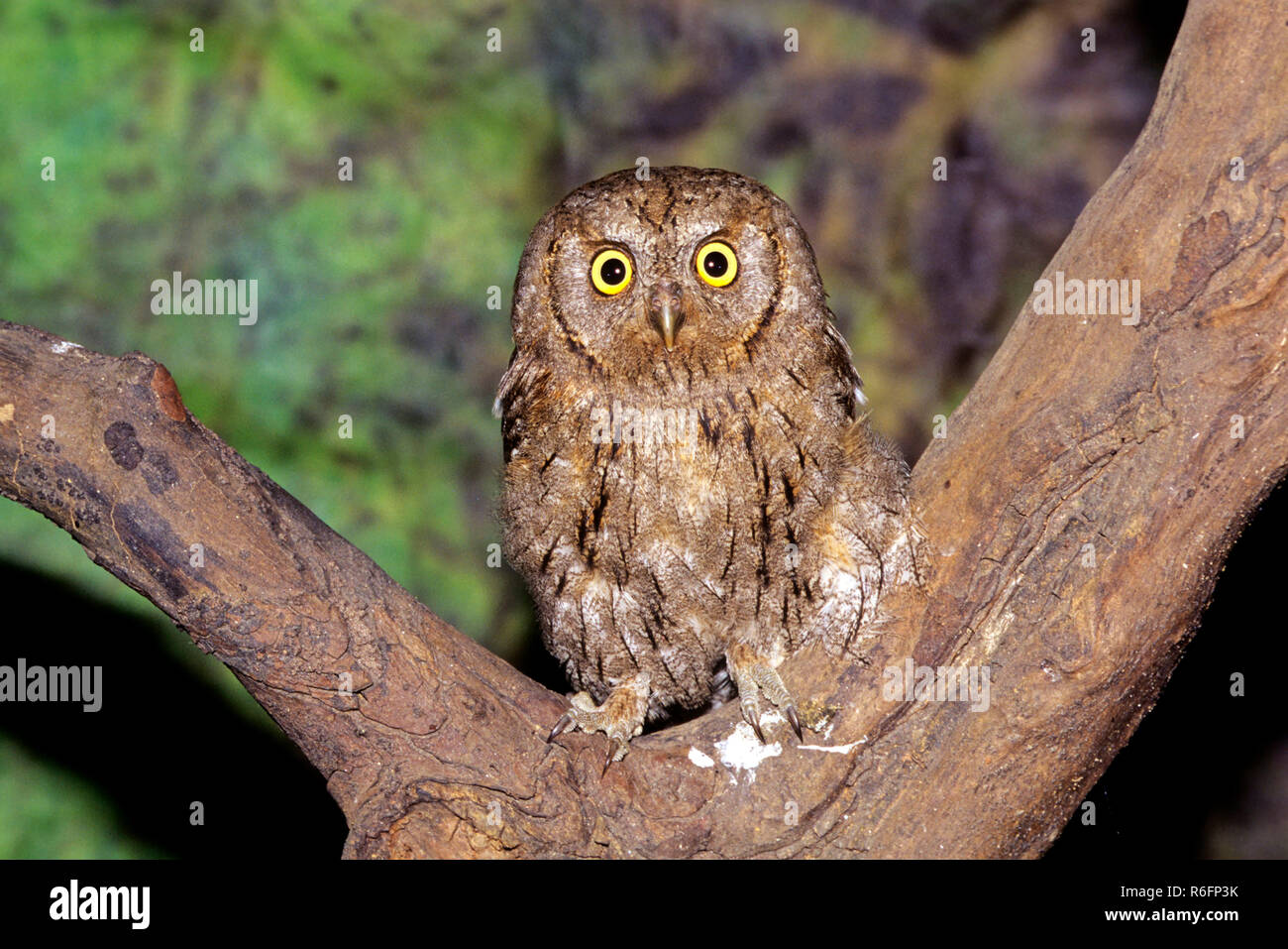 bird, owl, eurasian scops owl (otus scops), india Stock Photo