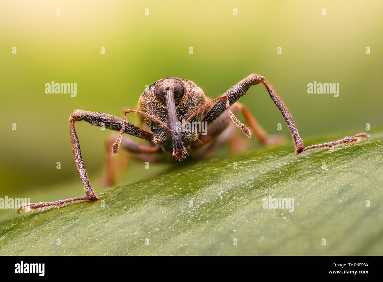 Extreme magnification - Weevil in the wild Stock Photo