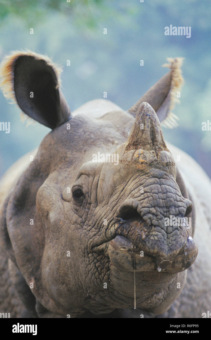 Rhino in Kanpur Zoo, Uttar Pradesh, India Stock Photo Alamy