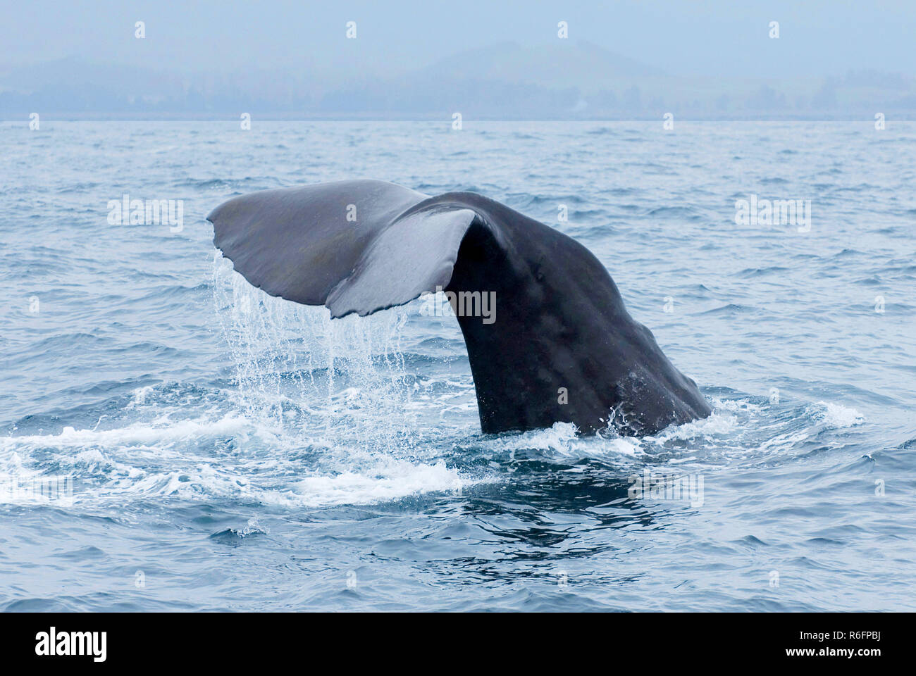 Sperm Whale (Physeter Macrocephalus) Tail Fluke Above Water During Dive In Kaikoura, New Zealand Stock Photo