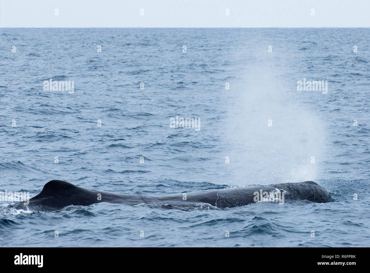 Sperm Whale Diving Near Kaikoura, South Island, New Zealand Stock Photo