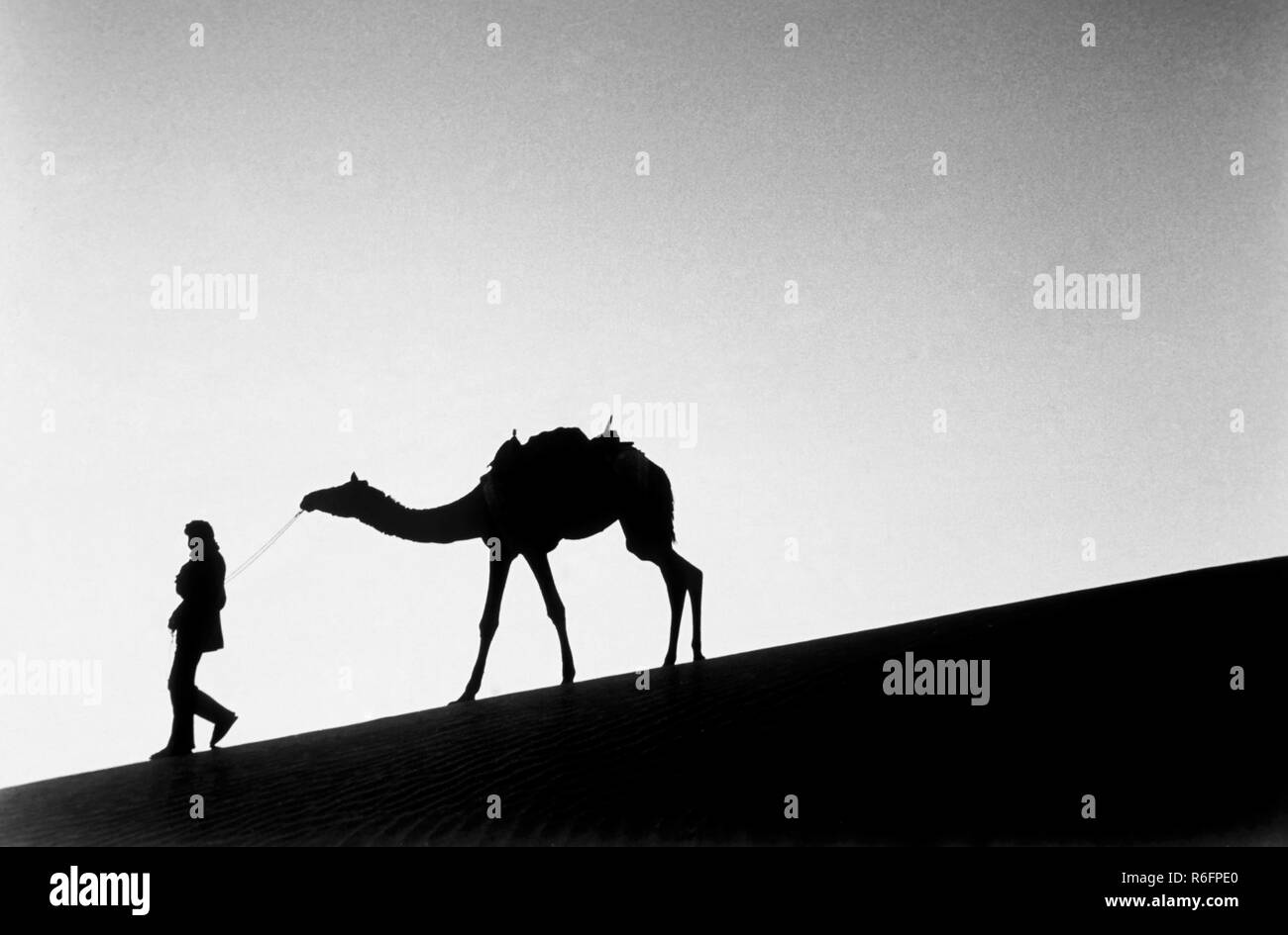 Camel herder at sunset, Desert National Park, Thar Desert, Great Indian Desert, Sand dunes, Sam, Jaisalmer, Rajasthan, India, old vintage 1900s picture Stock Photo