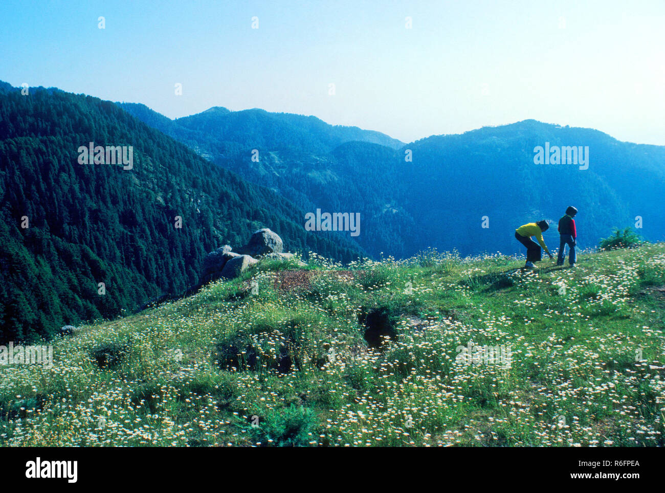 children on hill top in fields of white flowers dalhousie himachal pradesh india Stock Photo