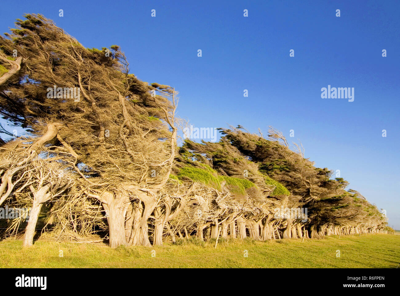 Windswept Trees Near Slope Point The Southernmost Point Of The South Island, The Catlins New Zealand Stock Photo