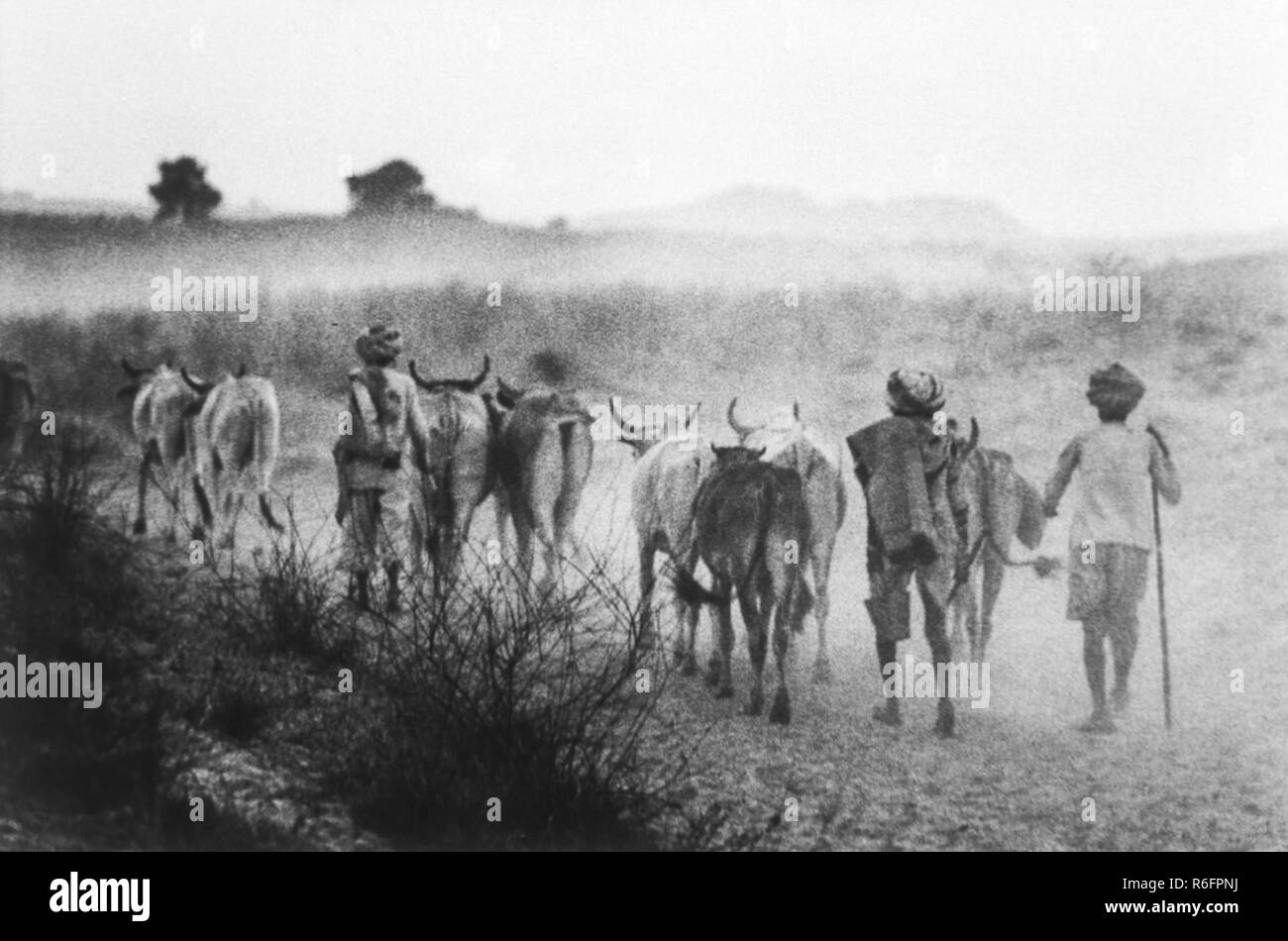Cow Herd, cowherd, cowman, cattleman, Pushkar Fair, Kartik Mela, Pushkar ka Mela, Pushkar, Ajmer district, Rajasthan, India, old vintage 1900s picture Stock Photo