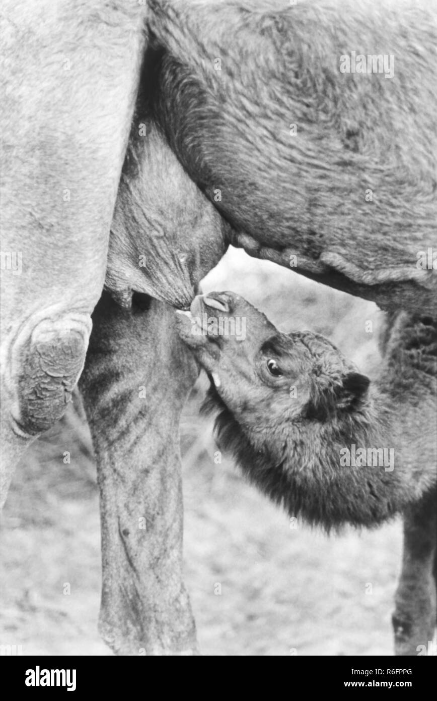 Baby camel drinking milk suckling, Rajasthan, India, old vintage 1900s picture Stock Photo