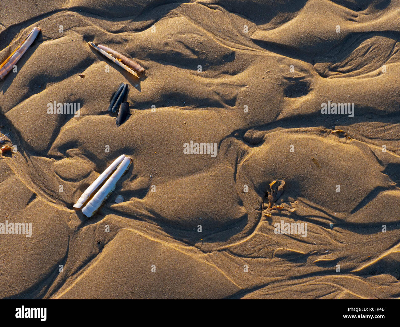 Razor Shells Ensis siliqua  Titchwell beach Norfolk Stock Photo