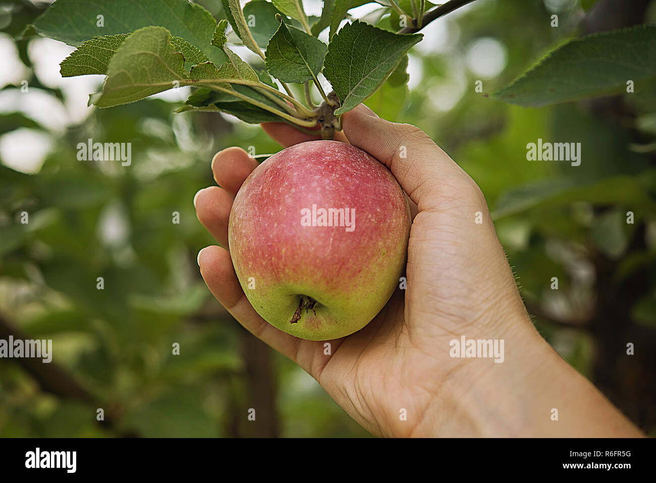 Farmer's hand is holding juicy red side apple that is hanging on apple tree branch. Autumn or summer harvest time and healthy eating concepts. Unfocus Stock Photo