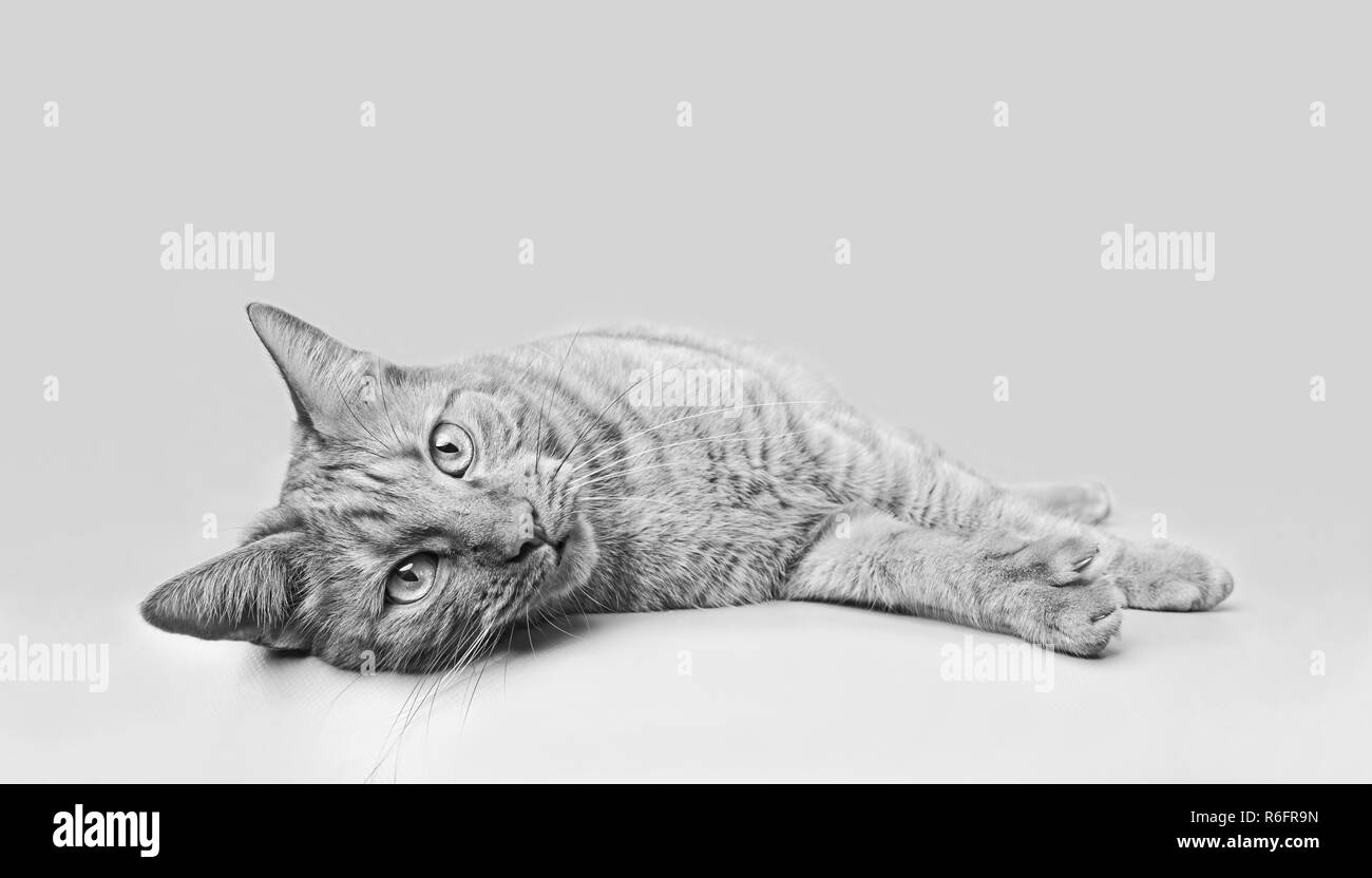 Cute tabby cat lying down and looking at camera. Black and white image with copy space. Stock Photo
