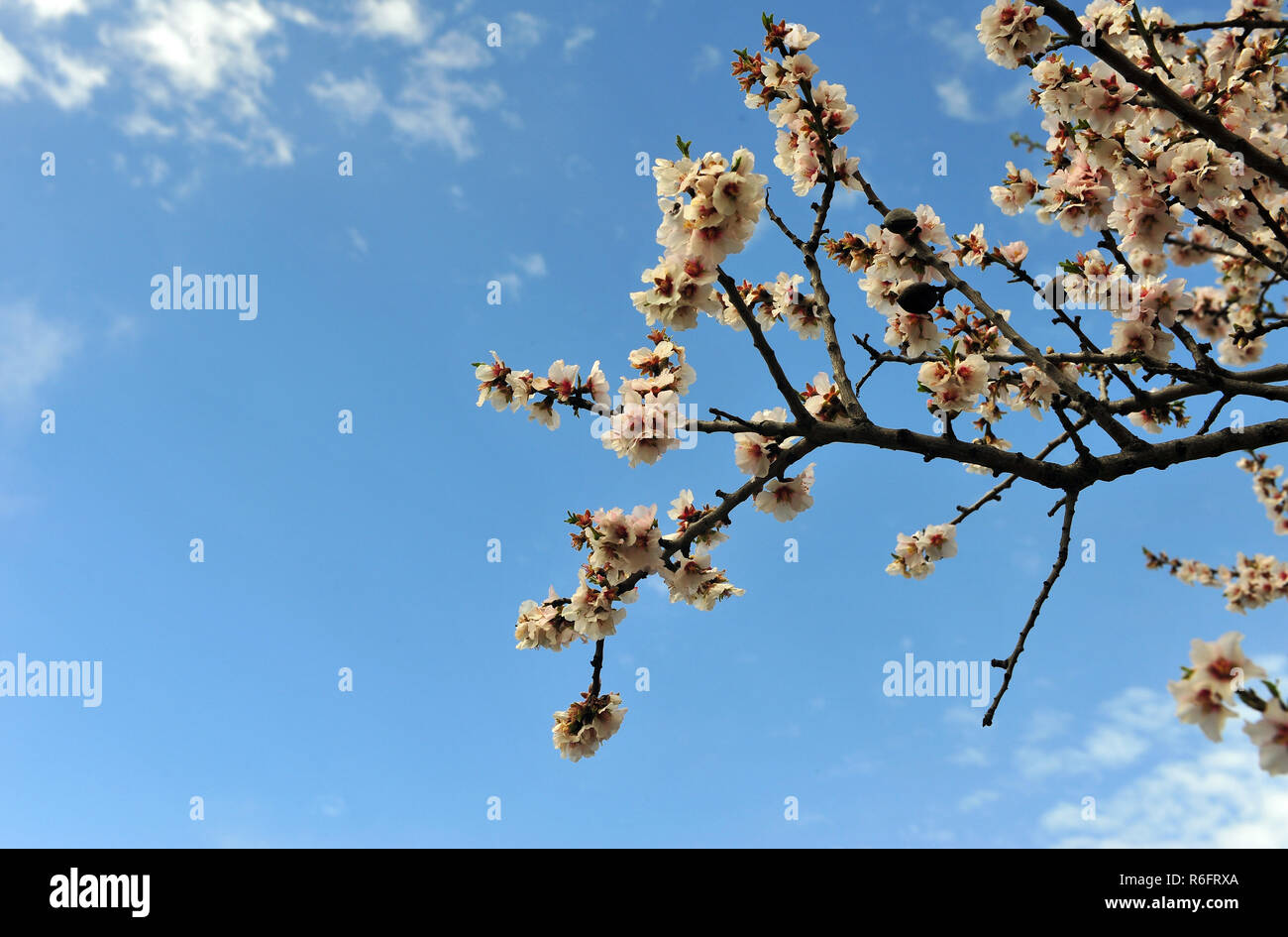 Cherry tree blooming with blue sky natural background Stock Photo - Alamy