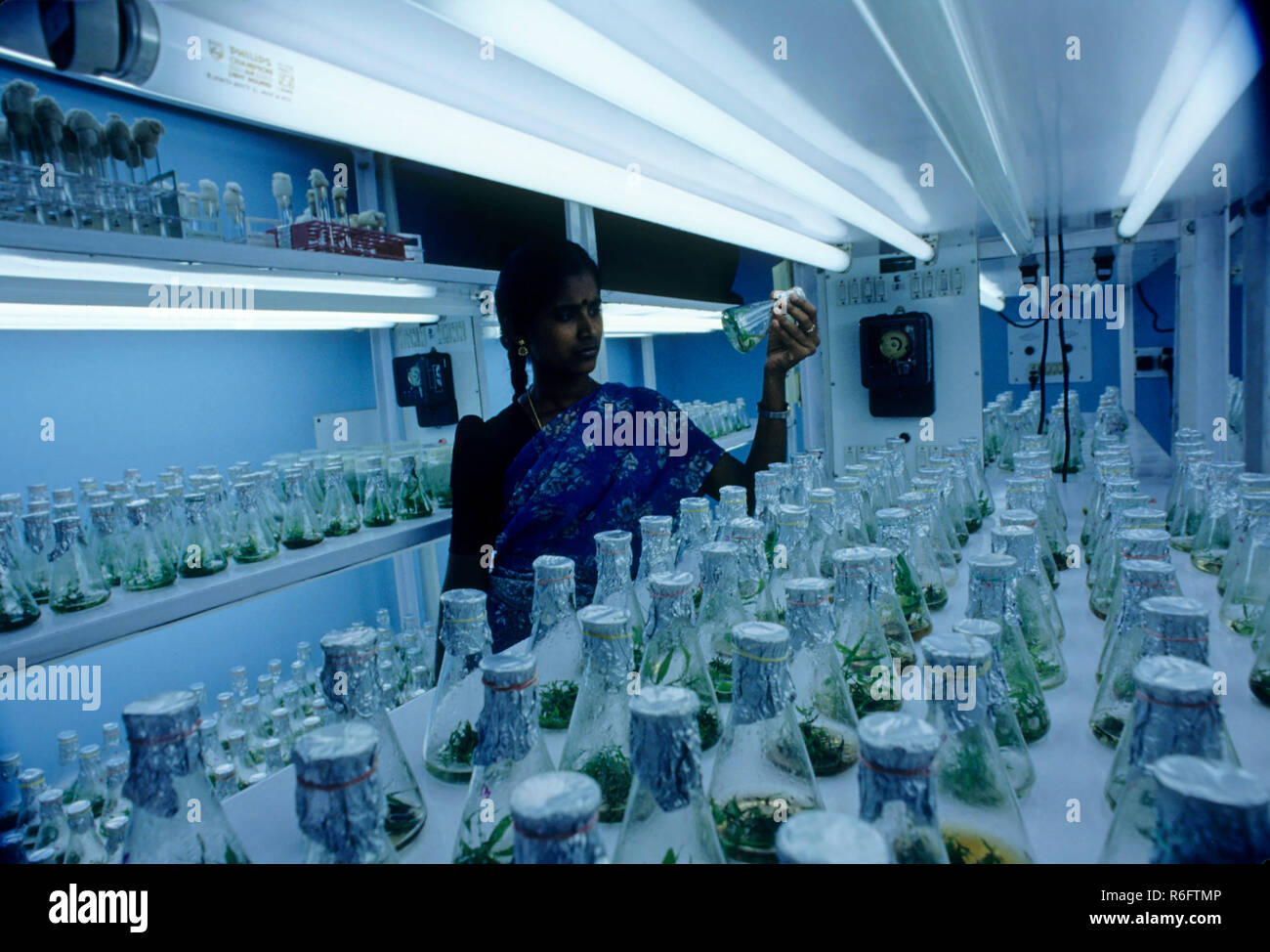 Bio technology, examining tissue culture flask Stock Photo