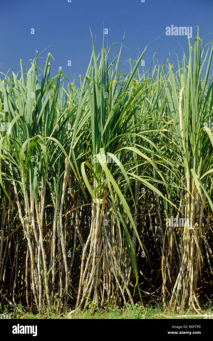 Live Plant Sugarcane Root 4 Germinated Green Yellow Florida Sugar Cane Plants 