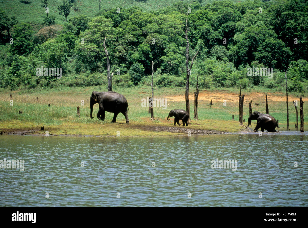 Periyar wildlife sanctuary and elephant hi-res stock photography and images - Alamy Periyar wildlife sanctuary and elephant hi-res stock photography and images - Alamy